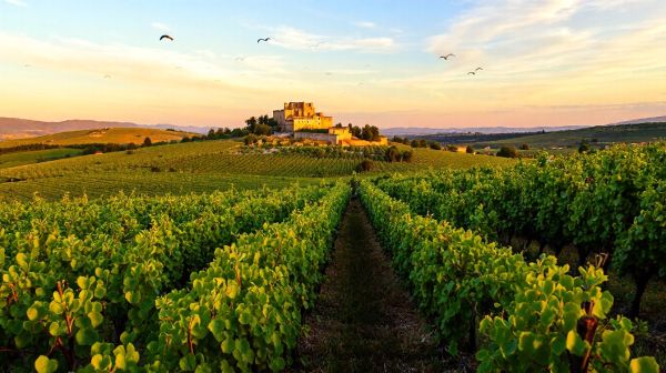 Top 5 raisons de visiter le vignoble AOC Corbières
