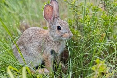 Lapin au four assaisonné aux herbes : Comment le préparer ?
