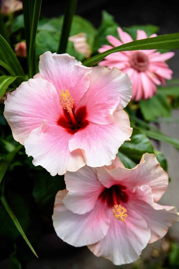 Que savoir sur la fleur d'hibiscus ?